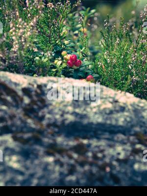 Lingon et baies bleues des forêts suédoises. Banque D'Images