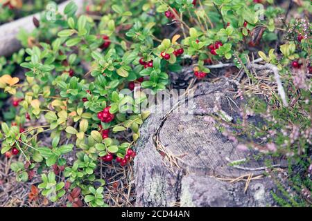 Lingon et baies bleues des forêts suédoises. Banque D'Images