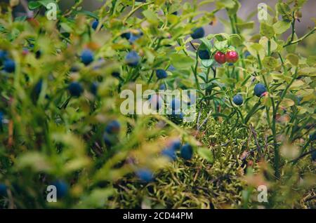 Lingon et baies bleues des forêts suédoises. Banque D'Images