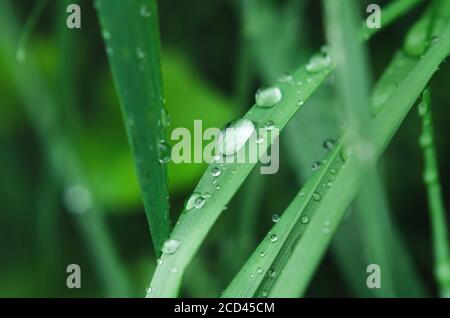 Peu de pluie tombe sur l'herbe verte. Macro Banque D'Images