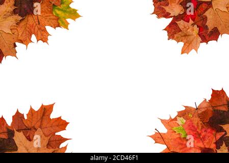 Feuilles d'érable marron et rouge sur fond blanc. Un cadre fait de feuilles d'automne avec une copie de l'espace. Mise en page à plat, vue de dessus. Banque D'Images