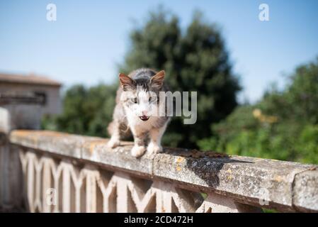 Mallorca 2019: Vieux chat errant avec encoche d'oreille debout sur le bord de balcon regardant meaven un jour ensoleillé d'été sur majorque, espagne Banque D'Images