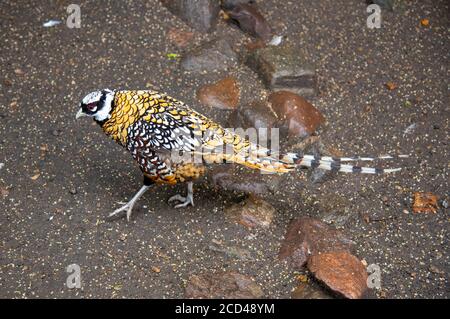Un faisan exotique coloré et lumineux se dresse sur l'asphalte. Banque D'Images