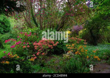 ENNISKERRY, CO. WICKLOW, IRLANDE - Mai 2016: Coin sauvage avec différentes plantes à fleurs dans les jardins de Powerscourt. Banque D'Images