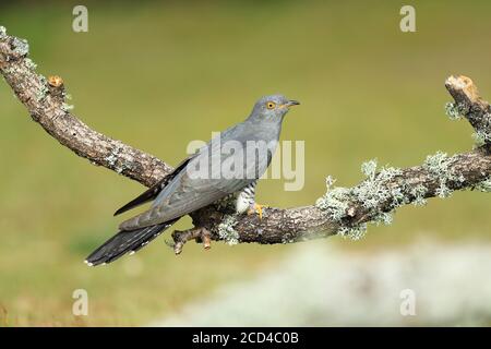 La common cuckoo est membre de l'ordre d'oiseaux coucou, Cuculiformes, qui comprend l'anis, le roadrunners et les coucals. Banque D'Images