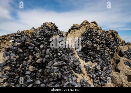 Moules bleues sauvages (Mytilus edulis) poussant sur la côte ouest rocheuse du comté de Kerry, en Irlande Banque D'Images