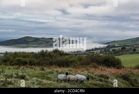 Moutons broutant dans une prairie sur la péninsule de Dingle pendant la matinée brumeuse, comté de Kerry, Irlande Banque D'Images