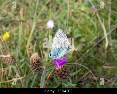 Papillon bleu de Chalk Hill rassemblant le nectar d'un chardon Banque D'Images