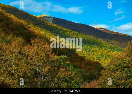 Italie, région des Abruzzes. Abruzzes, Latium et Parc national de Molise, couleurs d'automne dans la forêt de Prati d'Angro Banque D'Images