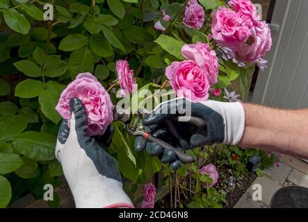 Gros plan du jardinier à l'aide de sécateurs Deadhead enlevant les roses roses roses de taille les fleurs de « Gertrude Jekyll » fleurissent en été Angleterre Royaume-Uni Banque D'Images