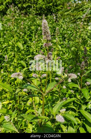 Gros plan de la menthe pomme (Mentha suaveolens) culture dans une fleur d'herbe fleurs fleurir dans le jardin d'été Angleterre Royaume-Uni Grande-Bretagne Banque D'Images