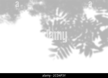 Arrière-plan d'été des ombres des plantes. Ombre des feuilles d'une branche de Rowan sur un mur blanc. Blanc et noir pour superposer une photo ou une maquette Banque D'Images