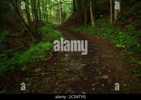 Chemin dans la forêt. Route de terre de montagne dans une belle forêt. Route au pied de Mt. Bilyi Kamin (1062), Beskids de Pologne, Carpates d'Ukraine. Banque D'Images