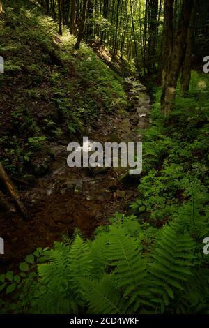 Eau cristalline. Mountain creek coule calmement à l'ombre de la forêt tropicale de Carpates. Beskids ukrainiens Banque D'Images