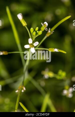 Fleurs de Thale Cresson (Arabidopsis thaliana) Banque D'Images