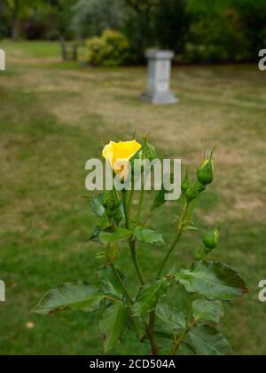 Roses au thé jaune. Rosa hybrida. Roses romantiques. Crématorium de Hoop Lane et jardins du souvenir de tranquillité et de repos. Golders Green, Londres, Angleterre. Banque D'Images