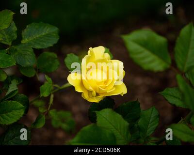 Roses au thé jaune. Rosa hybrida. Roses romantiques. Crématorium de Hoop Lane et jardins du souvenir de tranquillité et de repos. Golders Green, Londres, Angleterre. Banque D'Images