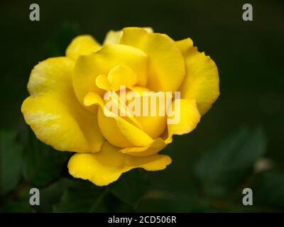 Roses au thé jaune. Rosa hybrida. Roses romantiques. Crématorium de Hoop Lane et jardins du souvenir de tranquillité et de repos. Golders Green, Londres, Angleterre. Banque D'Images