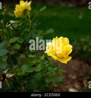 Roses au thé jaune. Rosa hybrida. Roses romantiques. Crématorium de Hoop Lane et jardins du souvenir de tranquillité et de repos. Golders Green, Londres, Angleterre. Banque D'Images