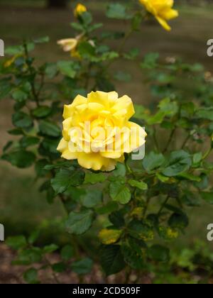 Roses au thé jaune. Rosa hybrida. Roses romantiques. Crématorium de Hoop Lane et jardins du souvenir de tranquillité et de repos. Golders Green, Londres, Angleterre. Banque D'Images