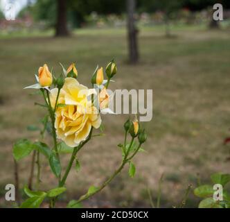 Roses au thé jaune. Rosa hybrida. Roses romantiques. Crématorium de Hoop Lane et jardins du souvenir de tranquillité et de repos. Golders Green, Londres, Angleterre. Banque D'Images