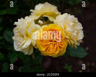 Roses au thé jaune. Rosa hybrida. Roses romantiques. Crématorium de Hoop Lane et jardins du souvenir de tranquillité et de repos. Golders Green, Londres, Angleterre. Banque D'Images