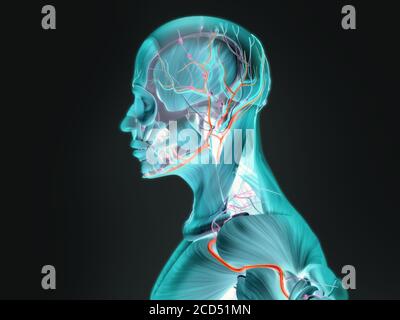 Anatomie humaine du corps, vue latérale du système musculaire et vasculaire. Banque D'Images