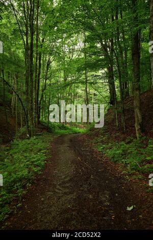 Piste dans les bois. Montagne dirtroad parmi la forêt verte. Route au pied de Mt. Bilyi Kamin (1062), Beskids de Pologne Banque D'Images