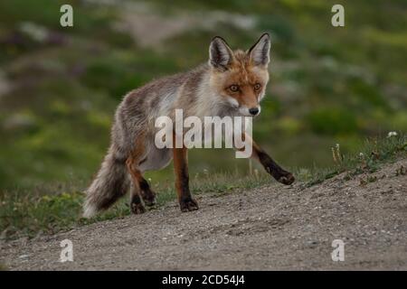 Fox à l'état sauvage Banque D'Images