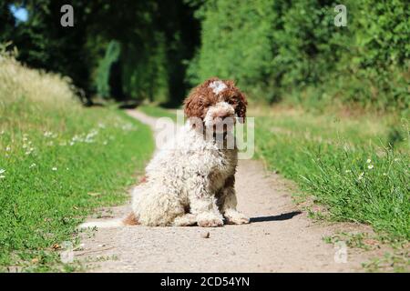 Gros plan horizontal d'un adorable chien de race Lagotto Romagnolo Banque D'Images