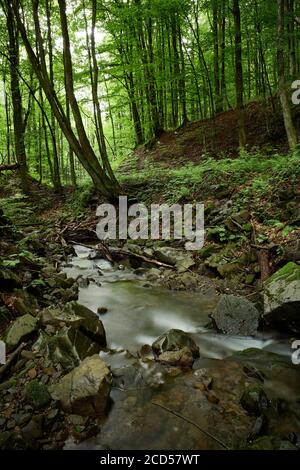 Ruisseau de montagne serein. Cours d'eau hypnotisant dans les Carpathian Mountains au milieu de la forêt verte en été. Banque D'Images