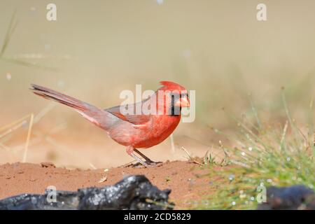 Cardinal du Nord (cardinalis cardinalis) mâle, Texas du Sud, États-Unis Banque D'Images