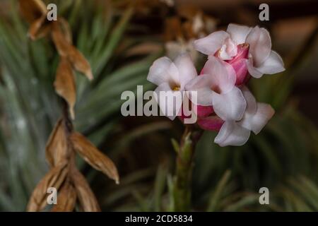 Fleur d'Airplant à feuille étroite (Tillalandsia tenuifolia) Banque D'Images