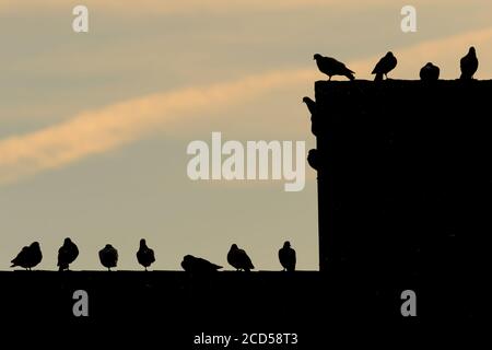 Rock Dove silhouettes sur un toit. Banque D'Images