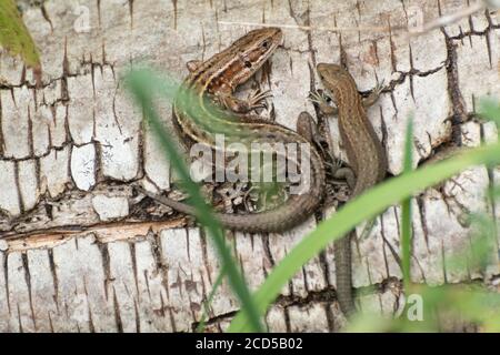 Deux lézards communs (Zootoca vivipara) se prélassant au soleil sur une pile de bois dans le Hampshire, au Royaume-Uni Banque D'Images