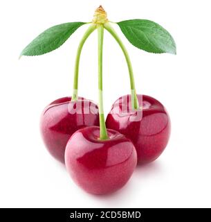 Cerises isolées. Trois fruits de cerise sur une tige avec des feuilles isolées sur fond blanc Banque D'Images
