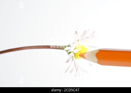 Gros plan d'une Marguerite et d'un crayon orange Banque D'Images