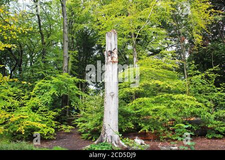 Un demi-tronc d'arbre provenant d'un arbre à électrocuté à Worsley Woods, Angleterre Banque D'Images