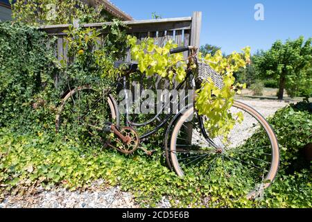 vieux vélo abandonné couvert de plantes et de lierre Banque D'Images