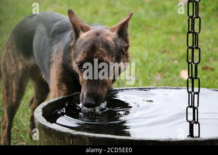 Gros plan d'un chien noir brun de l'eau potable de une fontaine Banque D'Images