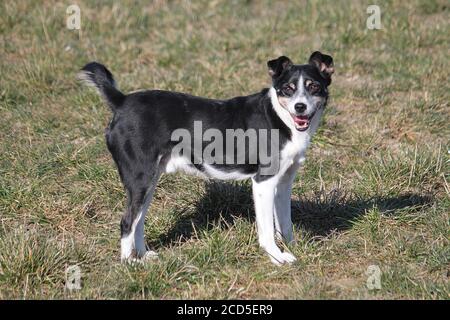Adorable chien d'ours Karelian debout dans le champ Banque D'Images
