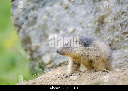 Marmot alpin (Marmota marmota), chiot hors de leur terrier. Parc naturel de Capçaleres del Ter i del Freser. Catalogne. Espagne. Banque D'Images