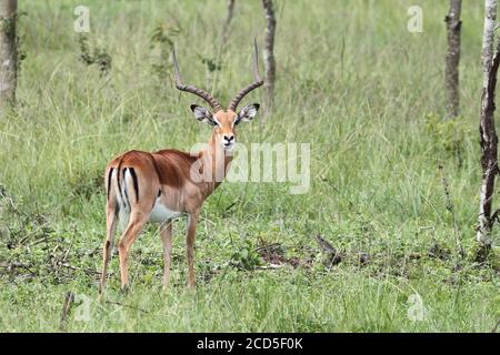 Impala mâle adulte avec longues cornes debout dans les prairies ouvertes Banque D'Images