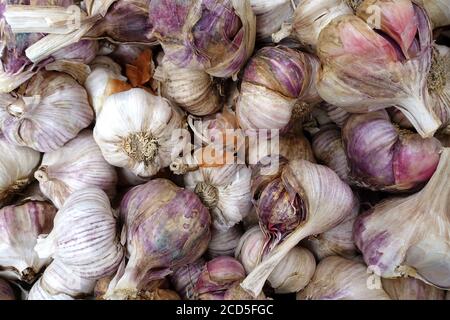 Fond de bulbes d'ail rose à vendre dans un supermarché Banque D'Images