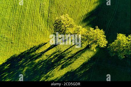 Vue aérienne des arbres sur le terrain Banque D'Images