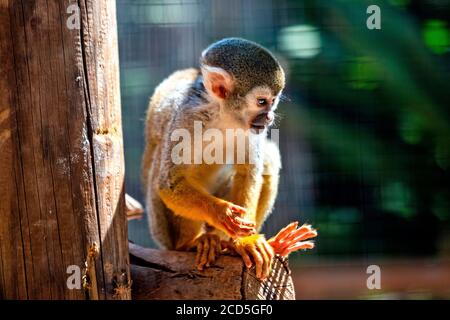 Un Saimiri Oerstodii (singe écureuil d'Amérique centrale) dans le parc Amazonas, municipalité d'Agios Nikolaos, Lassithi, Crète, Grèce. Banque D'Images