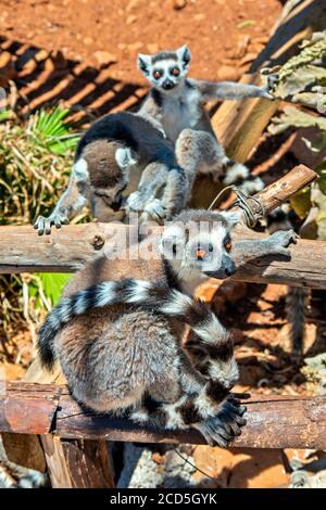 Lémuriens dans le parc Amazonas, zoo entre le village de Neapolis et Kourounes, municipalité d'Agios Nikolaos, Lassithi, Crète, Grèce. Banque D'Images
