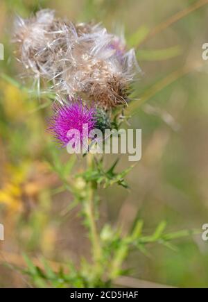 Fleur et graines du chardon-Marie, Cirsium vulgare Banque D'Images