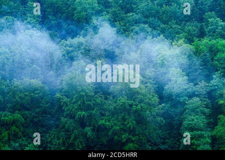 Brouillard léger sur une forêt luxuriante au printemps Banque D'Images