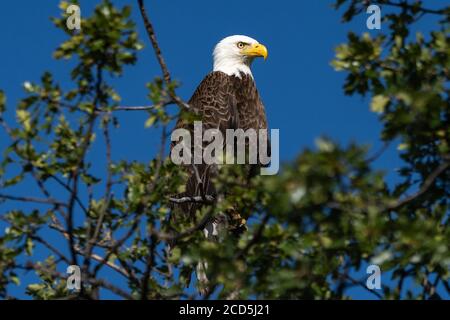 Aigle à tête blanche assis dans un arbre. Oregon, Ashland, Emigrant Lake, été Banque D'Images